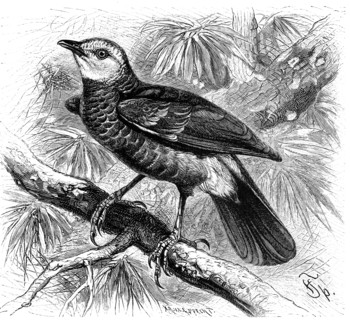Bird