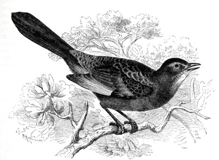 Bird