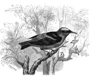 Bird