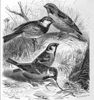 Bird