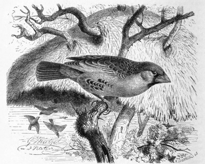 Bird