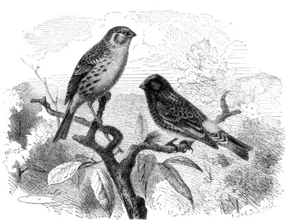 Bird