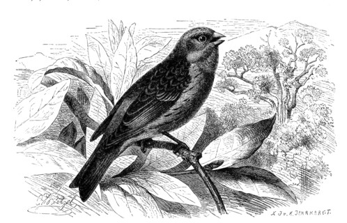 Bird