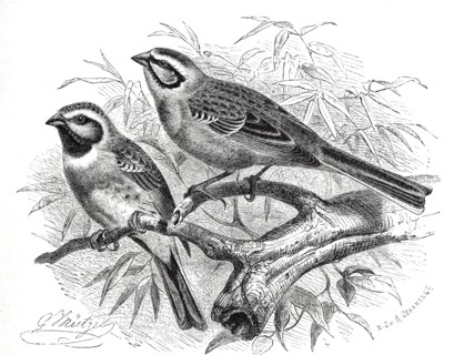 Bird