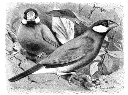 Bird