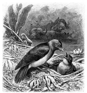 Bird