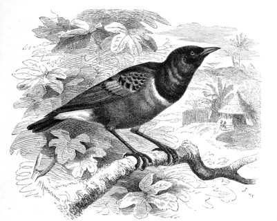 Bird