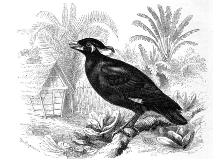 Bird