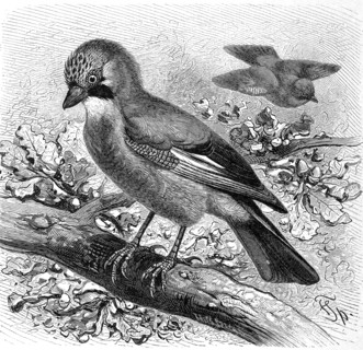 Bird