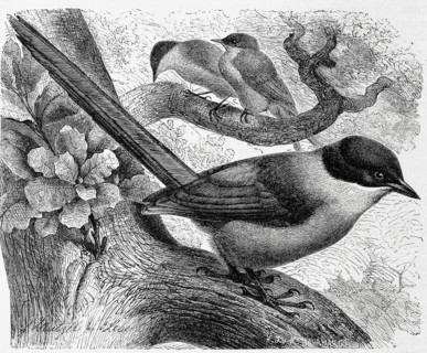 Bird