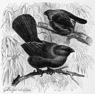 Bird