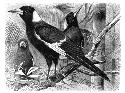 Bird
