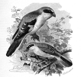 Bird