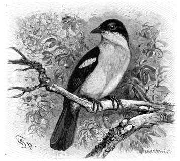 Bird