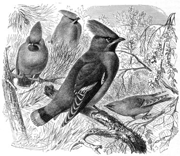 Bird