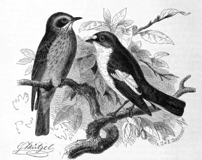 Bird