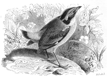 Bird