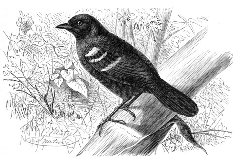 Bird