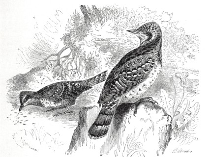 Bird