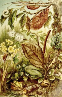 Insects