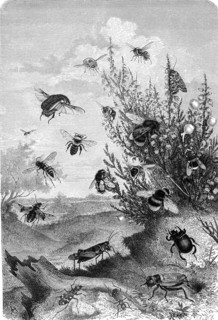 Insects