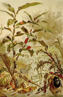 Insects