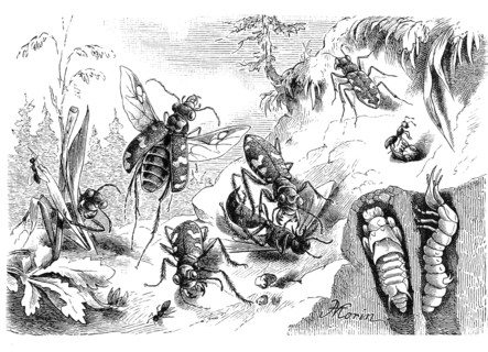 Insects