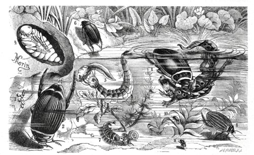 Insects