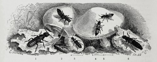 Insects
