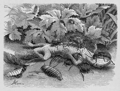 Insects