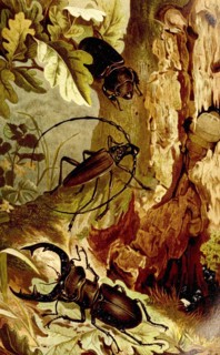 Insects