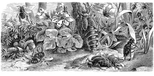Insects