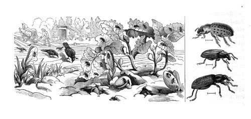 Insects