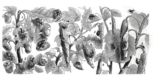 Insects