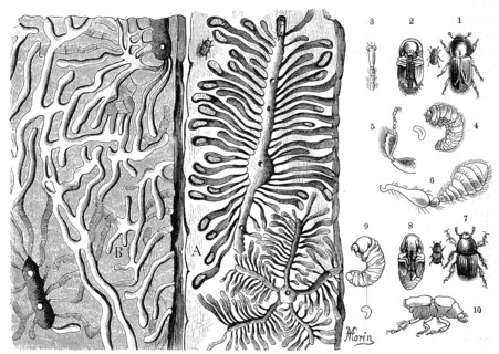 Insects