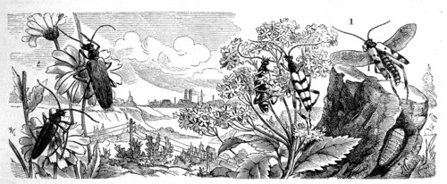 Insects