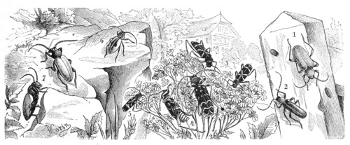 Insects