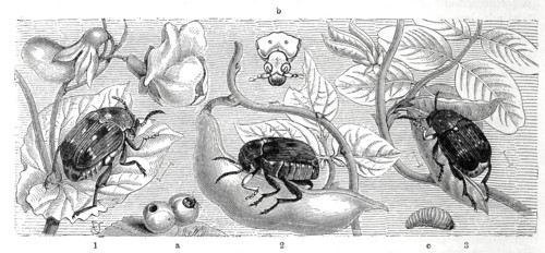 Insects