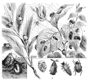 Insects