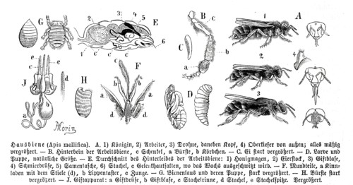 Insects
