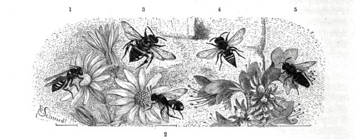 Insects