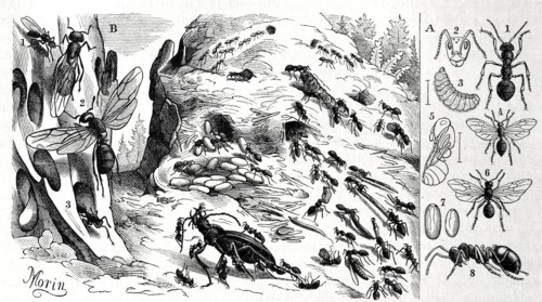 Insects