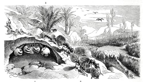 Insects