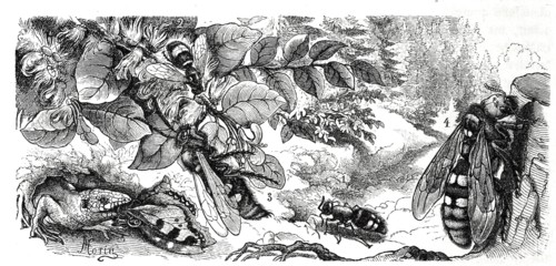 Insects