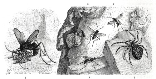 Insects