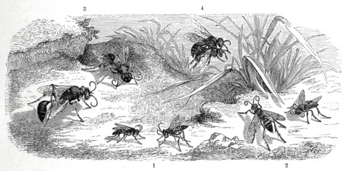 Insects