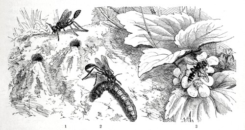 Insects