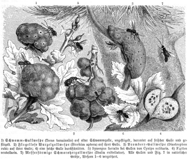 Insects
