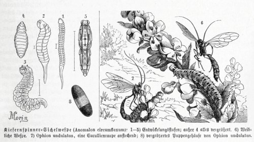 Insects