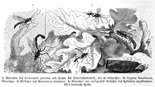 Insects